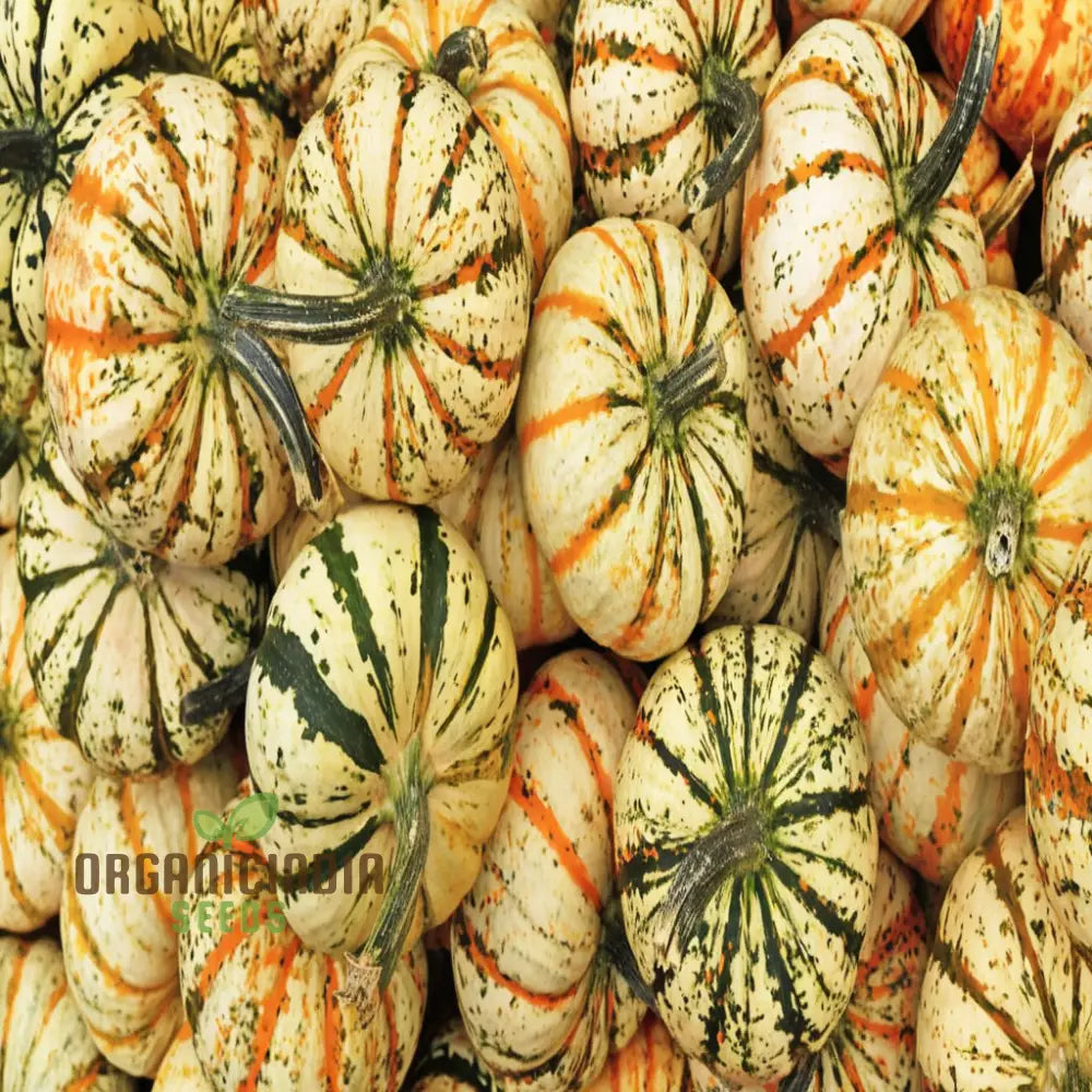 Winter Squash Heart Of Gold Vegetable Seeds Heirloom Varieties For Home Gardening Vegetable