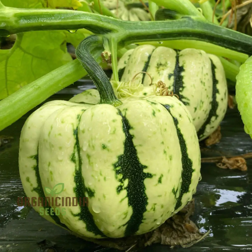 Winter Squash Heart Of Gold Vegetable Seeds Heirloom Varieties For Home Gardening Vegetable