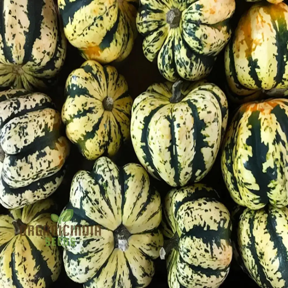 Winter Squash Heart Of Gold Vegetable Seeds Heirloom Varieties For Home Gardening Vegetable