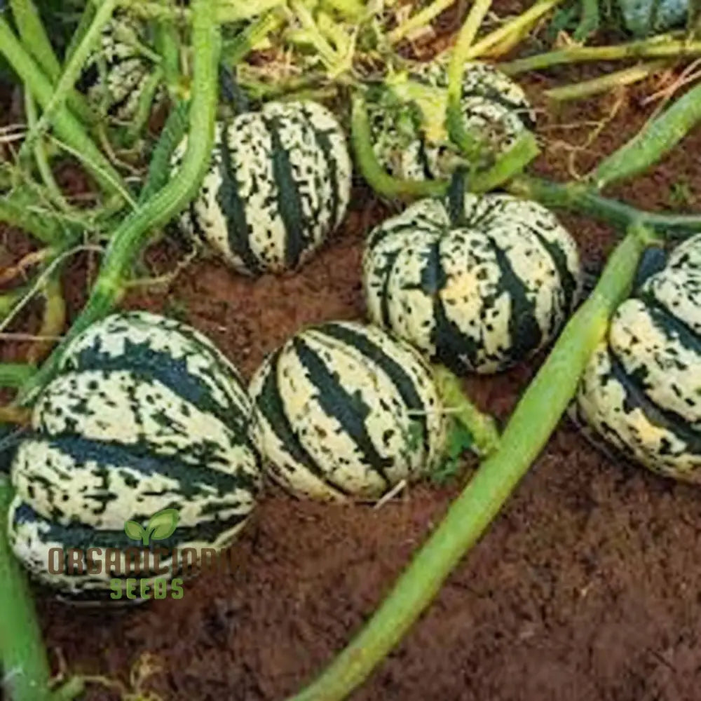 Winter Squash Heart Of Gold Vegetable Seeds Heirloom Varieties For Home Gardening Vegetable