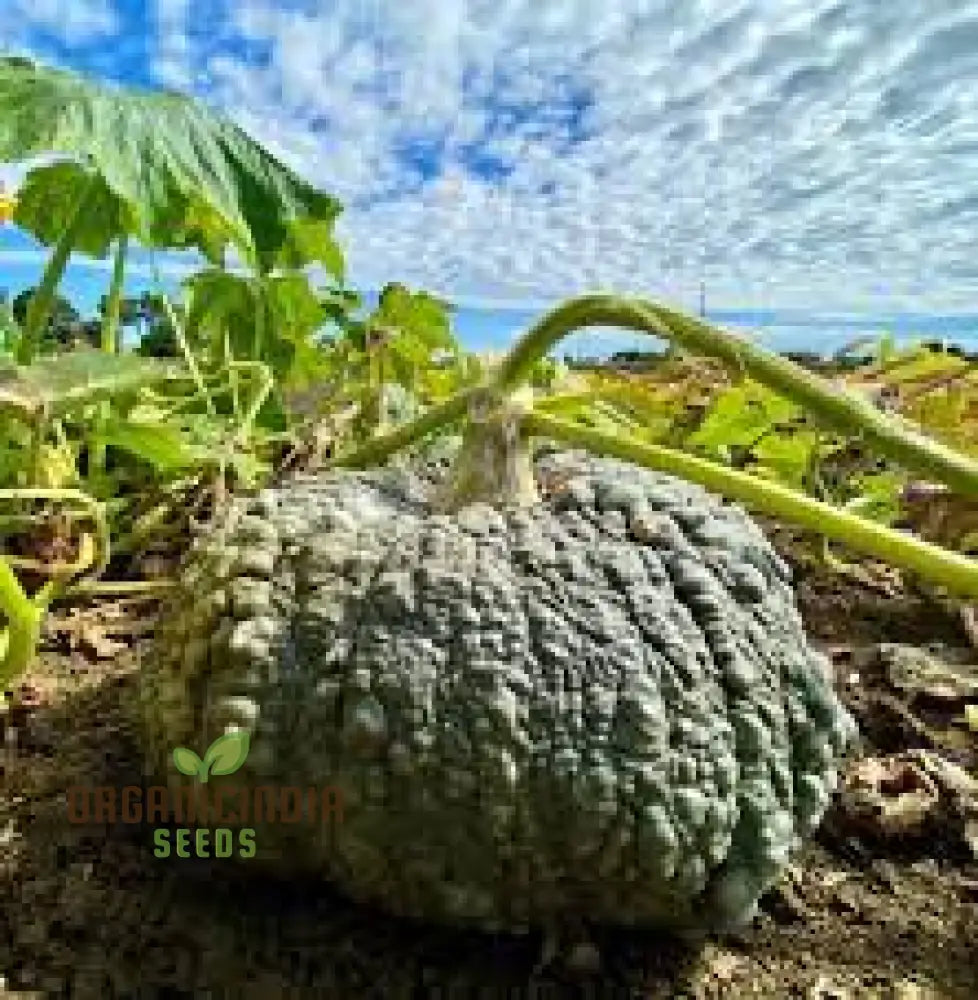 Winter Squash Marina Di Chioggia Seeds For Planting - Heirloom Variety For Gardening Enthusiasts