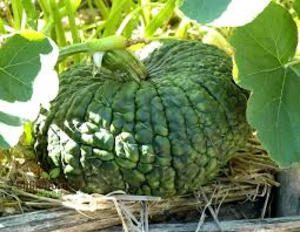 Winter Squash Marina Di Chioggia Seeds For Planting - Heirloom Variety For Gardening Enthusiasts