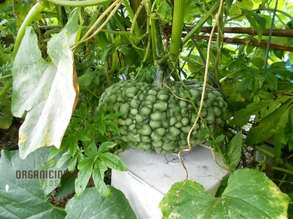 Winter Squash Marina Di Chioggia Seeds For Planting - Heirloom Variety For Gardening Enthusiasts