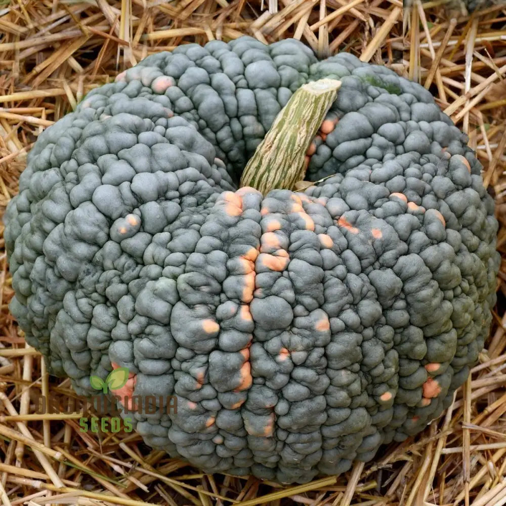 Winter Squash Marina Di Chioggia Seeds For Planting - Heirloom Variety For Gardening Enthusiasts