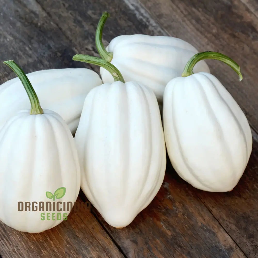 Winter Squash Mashed Potatoes Vegetable Seeds Heirloom Varieties For Your Garden