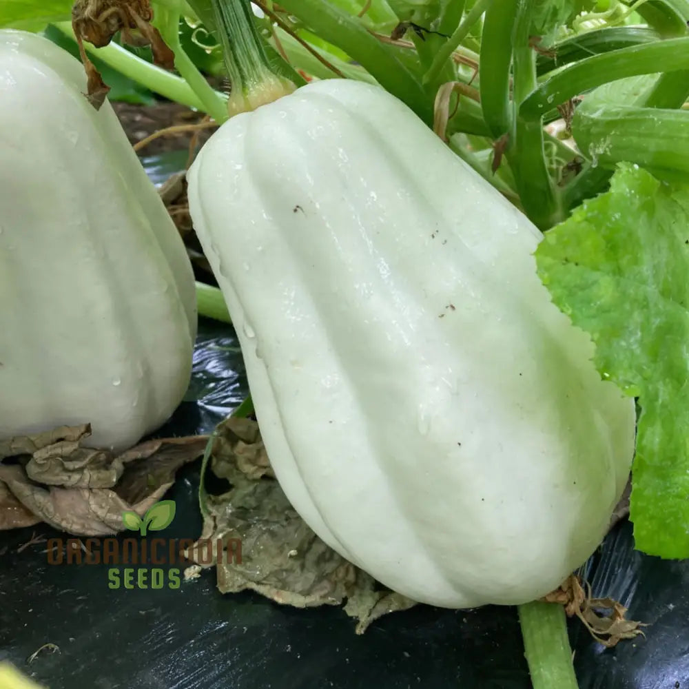 Winter Squash Mashed Potatoes Vegetable Seeds Heirloom Varieties For Your Garden