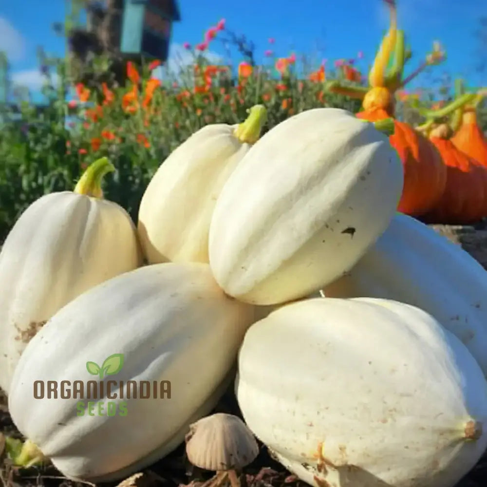 Winter Squash Mashed Potatoes Vegetable Seeds Heirloom Varieties For Your Garden