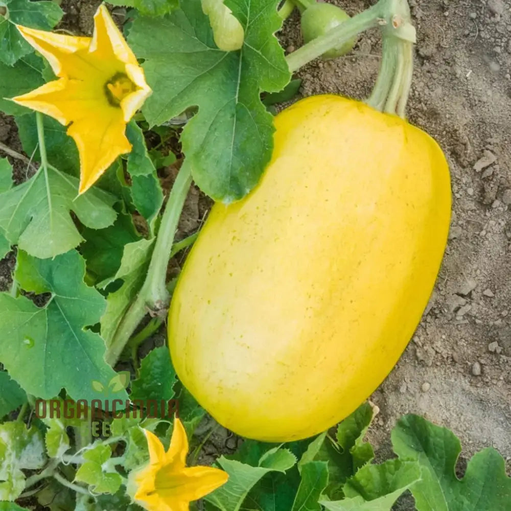 Winter Squash Spaghetti Seeds Heirloom Vegetable For Planting In Your Garden