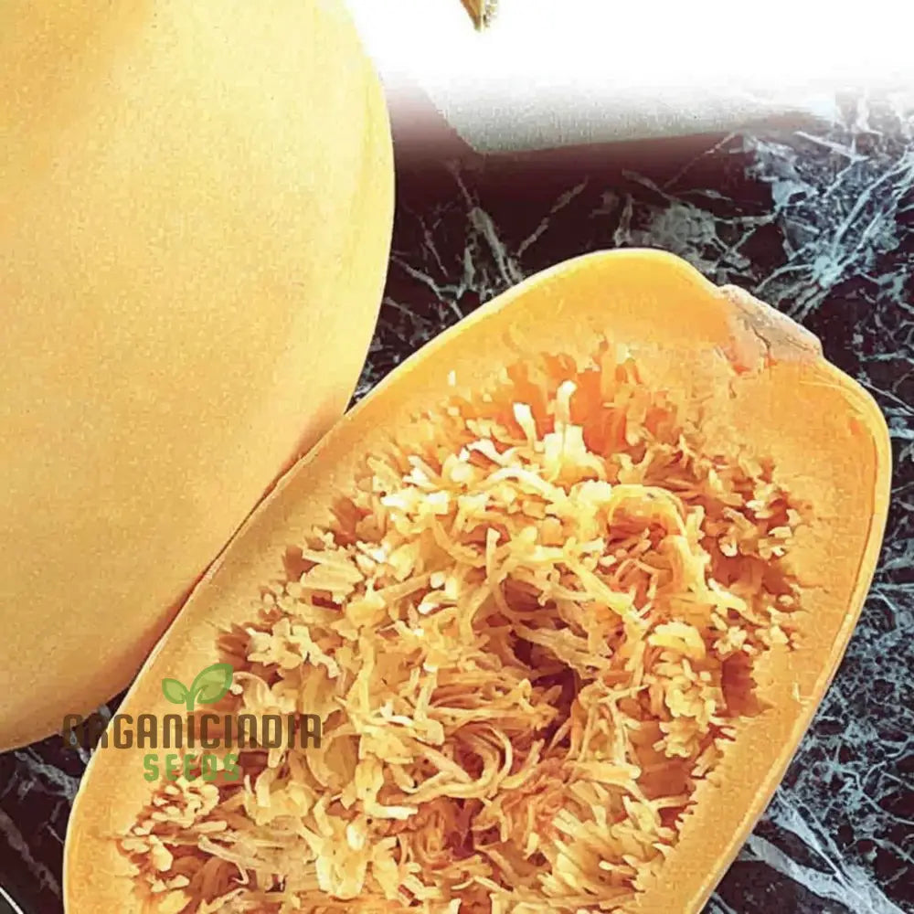 Winter Squash Spaghetti Seeds Heirloom Vegetable For Planting In Your Garden