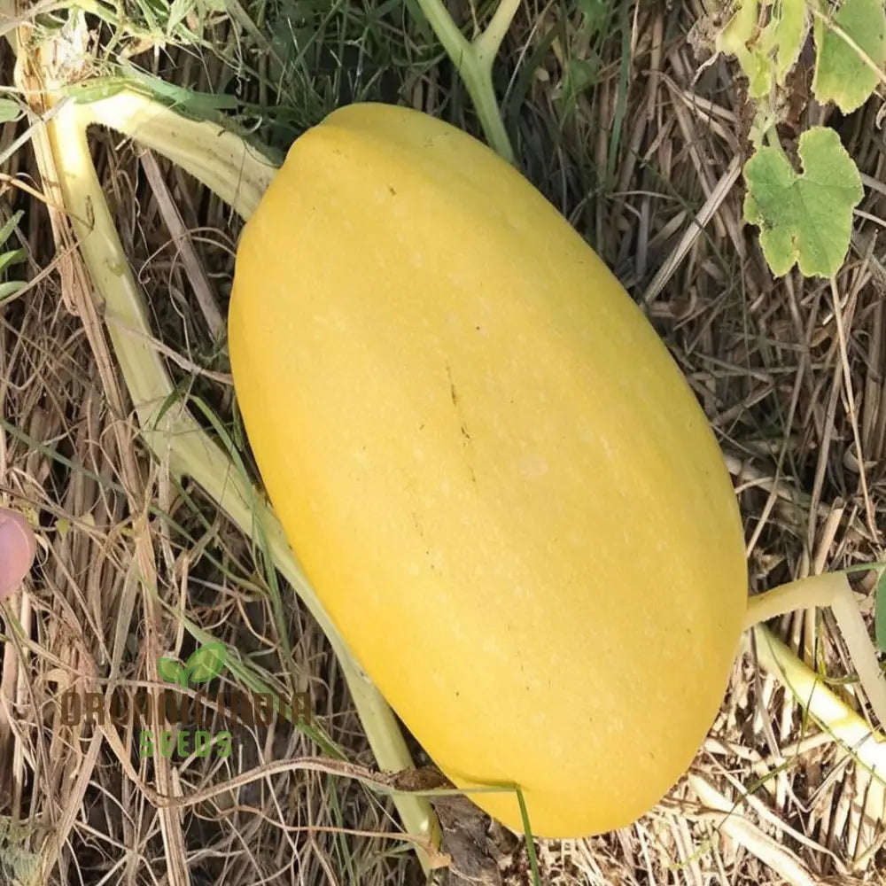 Winter Squash Spaghetti Seeds Heirloom Vegetable For Planting In Your Garden