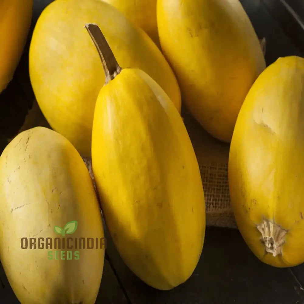 Winter Squash Spaghetti Seeds Heirloom Vegetable For Planting In Your Garden