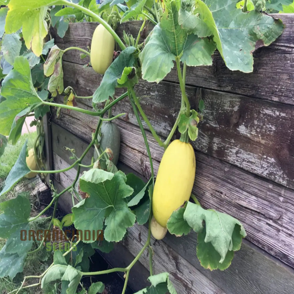 Winter Squash Spaghetti Seeds Heirloom Vegetable For Planting In Your Garden