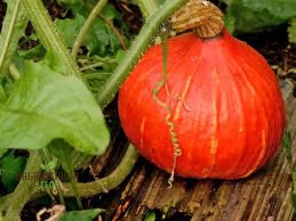 Winter Squash Sunshine Vegetable Seeds For Planting: Expert Gardening Guide For A Bountiful Harvest