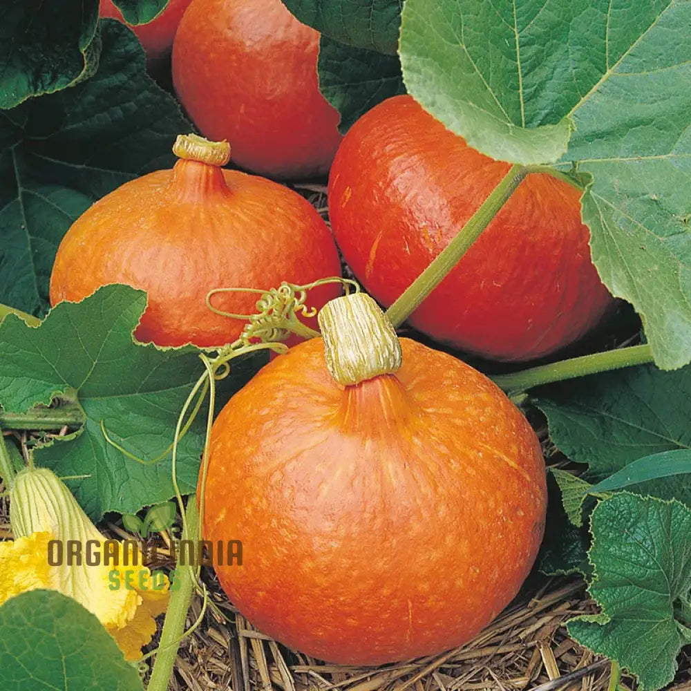 Winter Squash Sunshine Vegetable Seeds For Planting: Expert Gardening Guide For A Bountiful Harvest