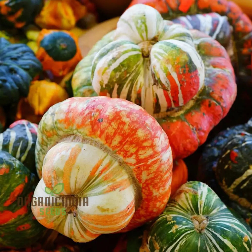 Winter Squash Turks Turban Seeds - Heirloom Vegetable For Fall Planting