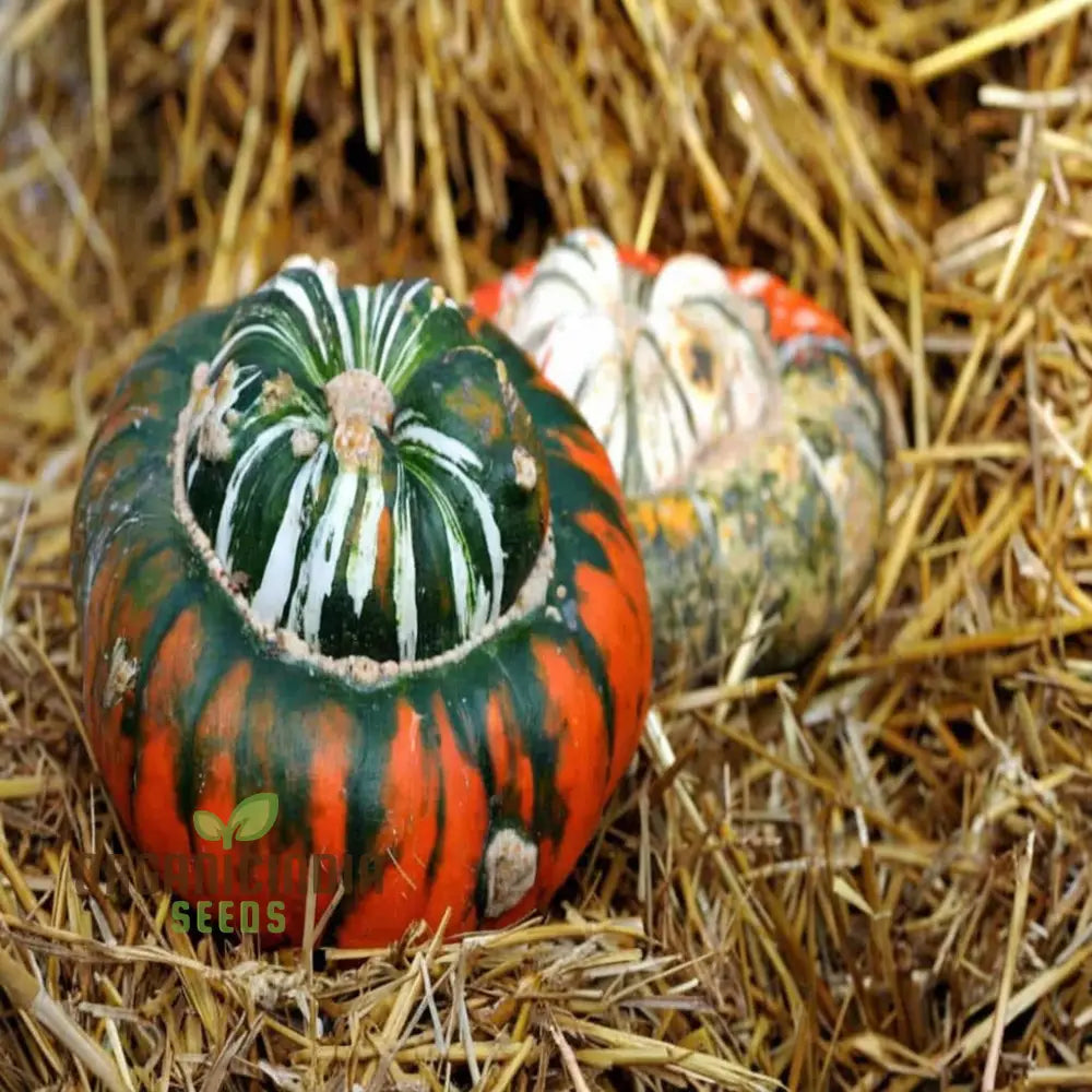 Winter Squash Turks Turban Seeds - Heirloom Vegetable For Fall Planting