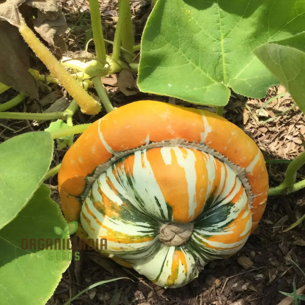 Winter Squash Turks Turban Seeds - Heirloom Vegetable For Fall Planting