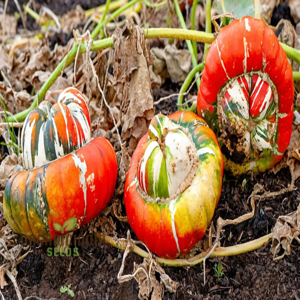 Winter Squash Turks Turban Seeds - Heirloom Vegetable For Fall Planting