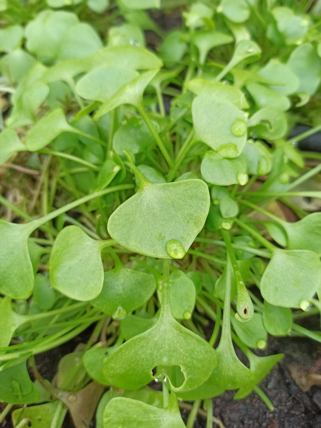 Winter Purslane Seeds for Planting, Nutritious and Hardy Greens for a Thriving Winter Vegetable Garden