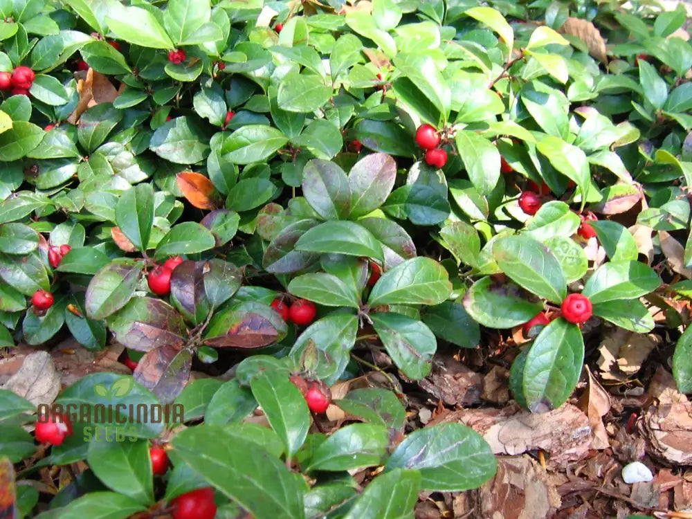 Wintergreen Seeds (Gaultheria Procumbens) – Semi Perennials For Planting 100 Pcs Fruit