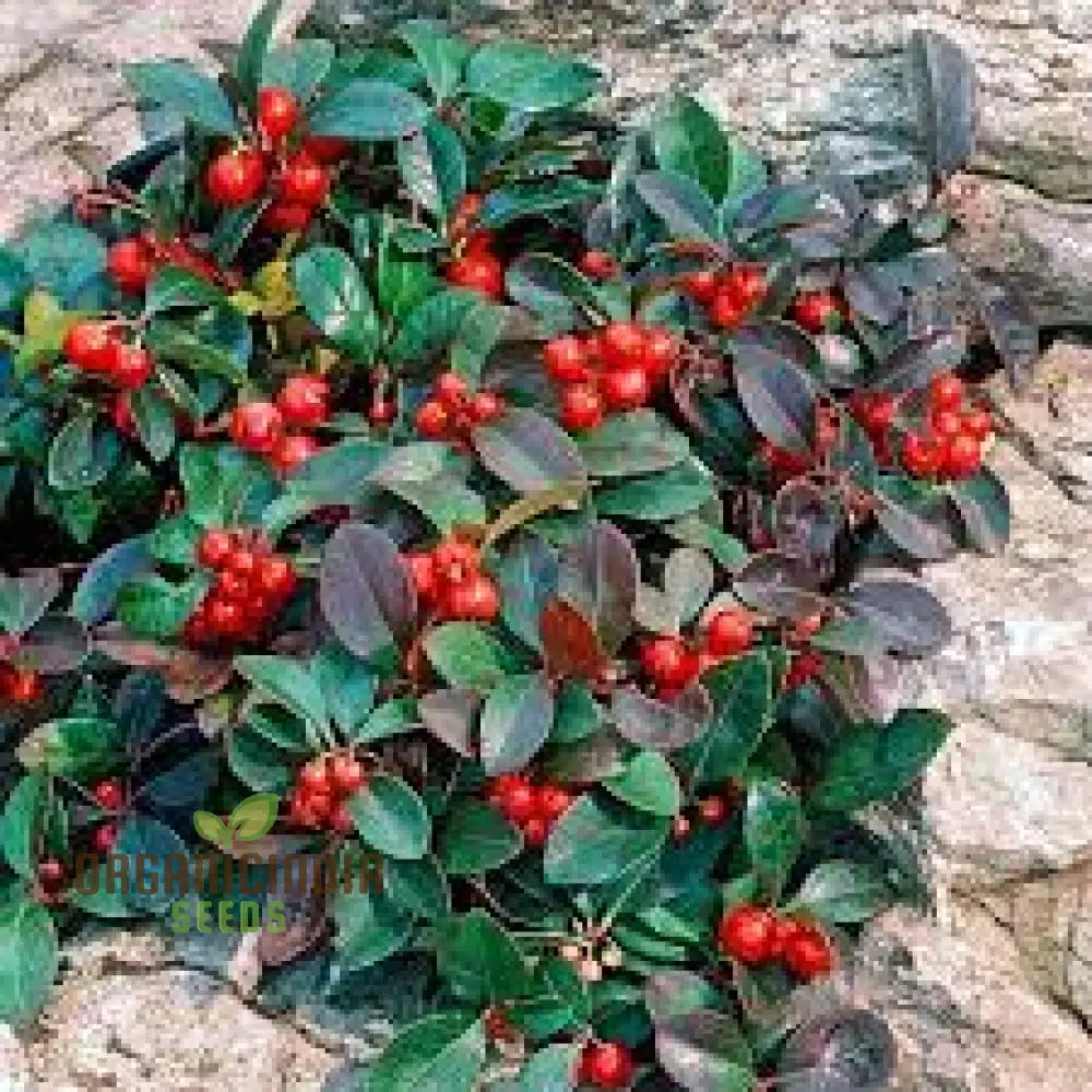 Wintergreen Seeds (Gaultheria Procumbens) – Semi Perennials For Planting 100 Pcs Fruit