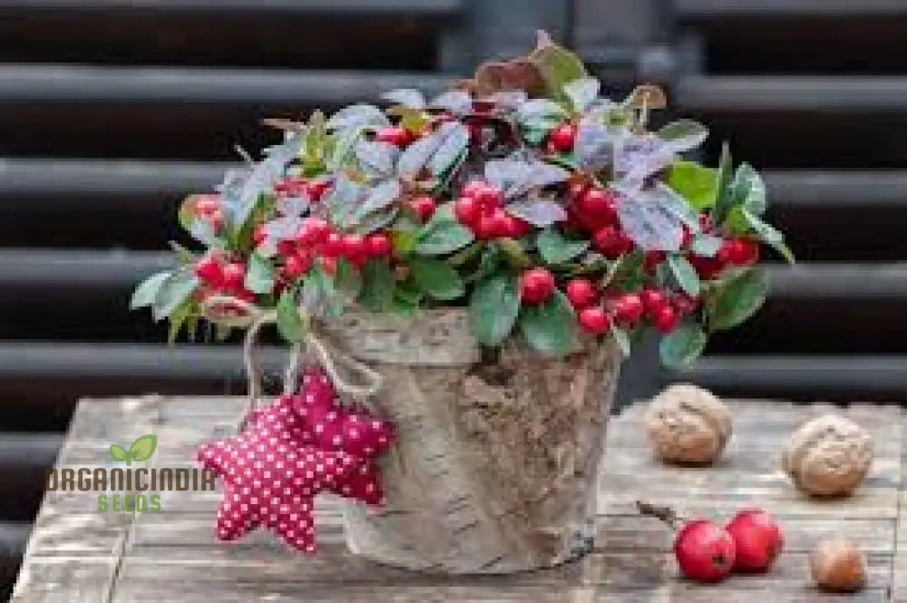 Wintergreen Seeds (Gaultheria Procumbens) – Semi Perennials For Planting 100 Pcs Fruit