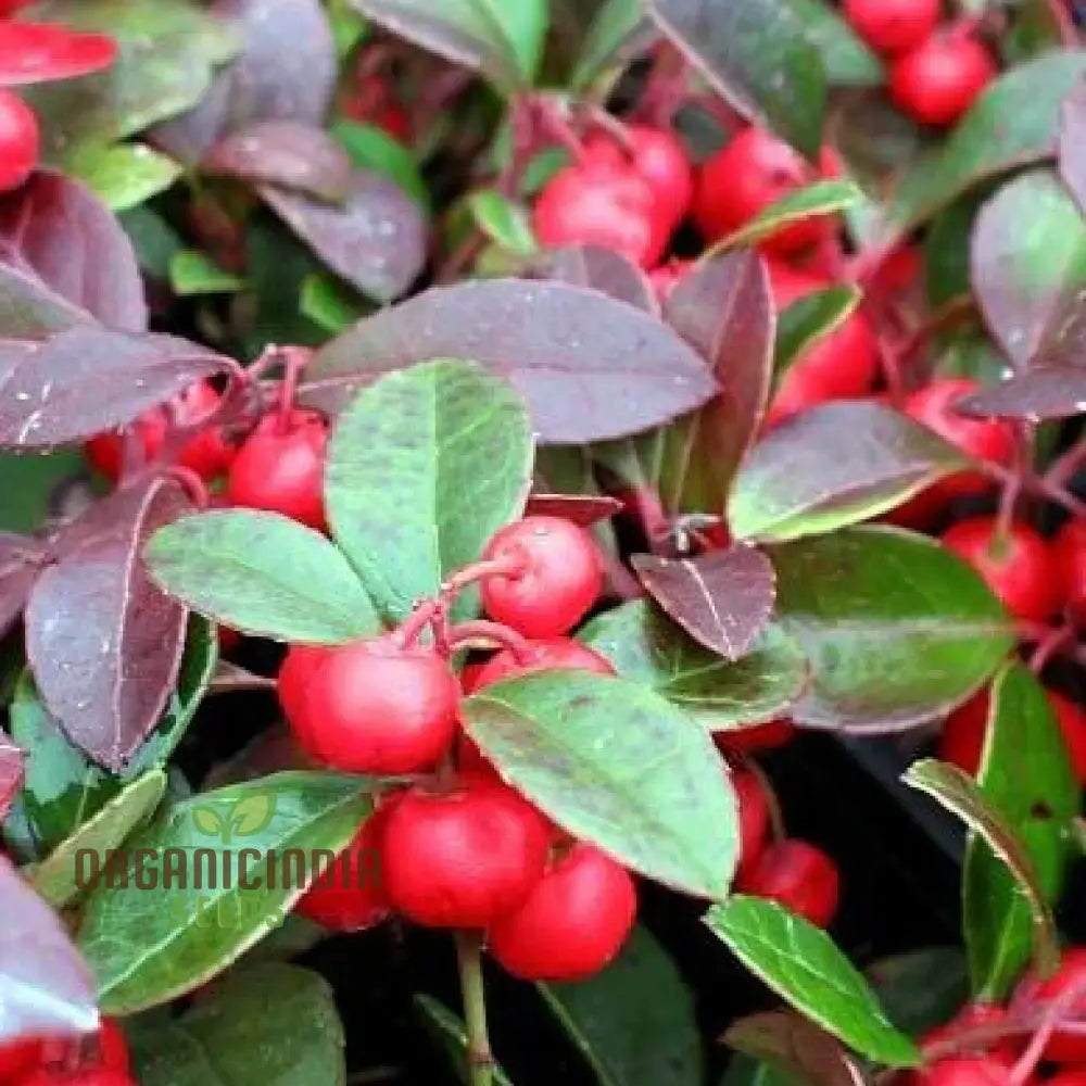 Wintergreen Seeds (Gaultheria Procumbens) – Semi Perennials For Planting 100 Pcs Fruit