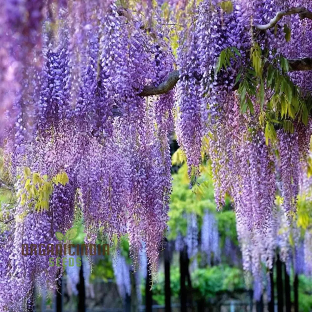 Wisteria Flower Seeds - Elegant Vines For Timeless Garden Beauty Seeds