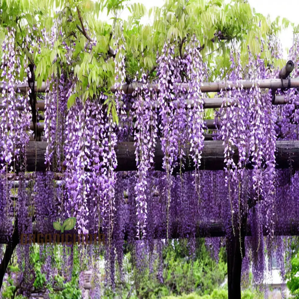 Wisteria Flower Seeds - Elegant Vines For Timeless Garden Beauty Seeds