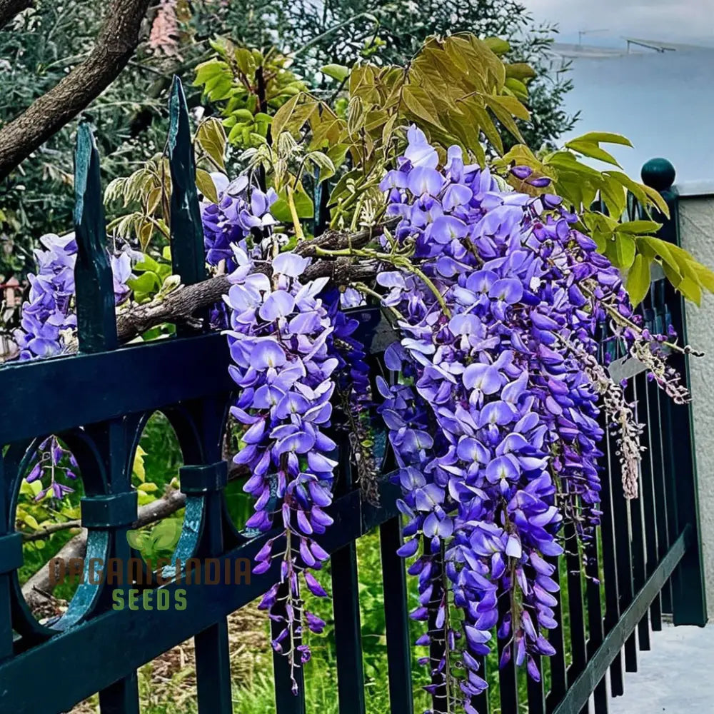 Wisteria Flower Seeds - Elegant Vines For Timeless Garden Beauty Seeds