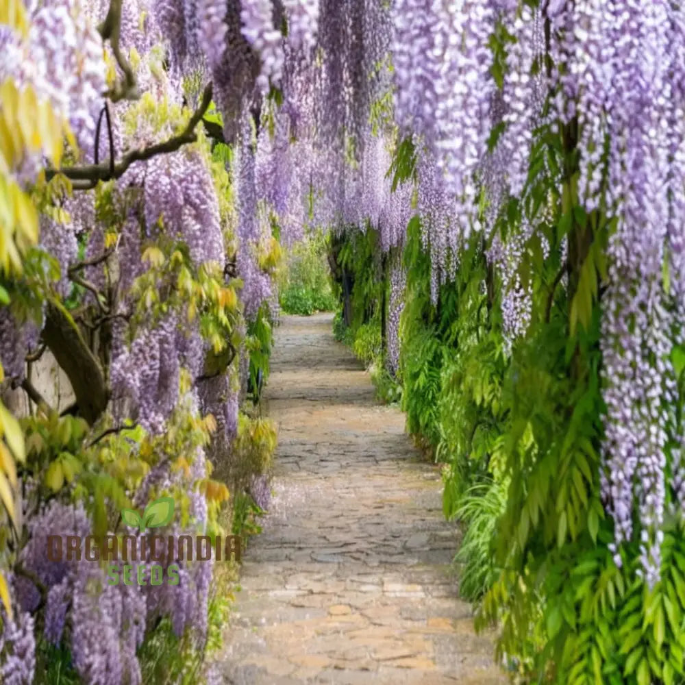 Wisteria Flower Seeds - Elegant Vines For Timeless Garden Beauty Seeds