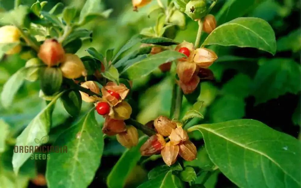 Withania Somnifera Seeds - Premium Quality For Gardening Enthusiasts