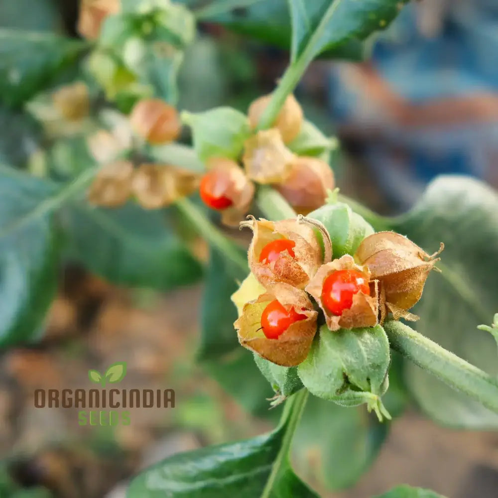 Withania Somnifera Seeds - Premium Quality For Gardening Enthusiasts