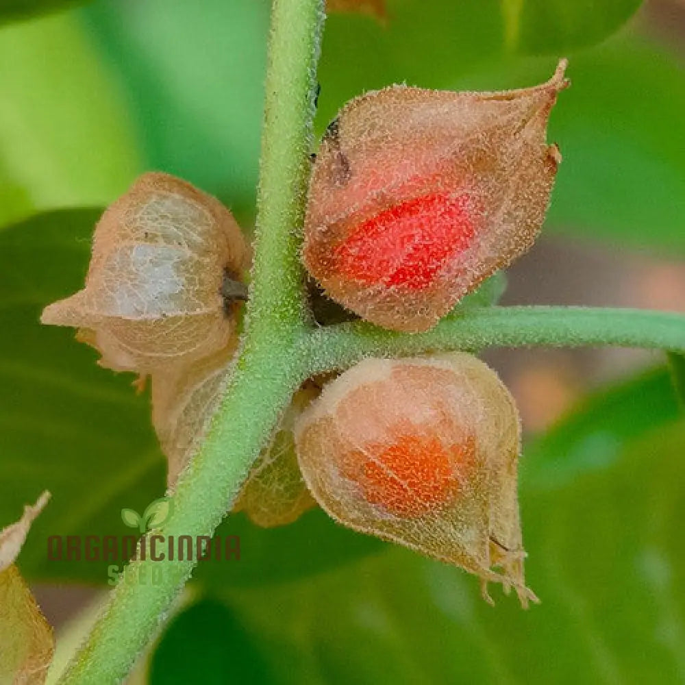 Withania Somnifera Seeds - Premium Quality For Gardening Enthusiasts