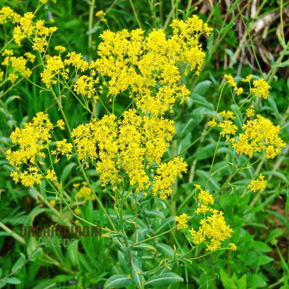 Woad Flower Seeds For Your Garden & Planting Perfection With Expert Gardening