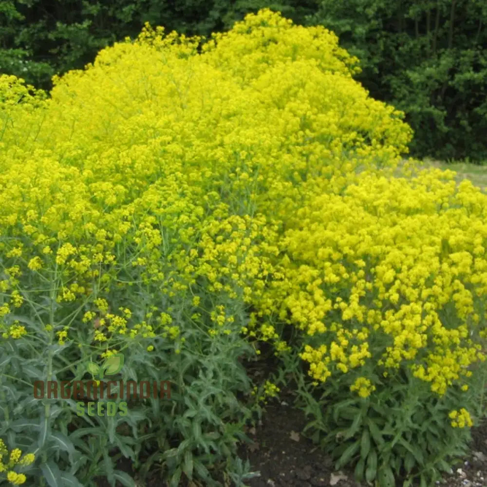 Woad Flower Seeds For Your Garden & Planting Perfection With Expert Gardening