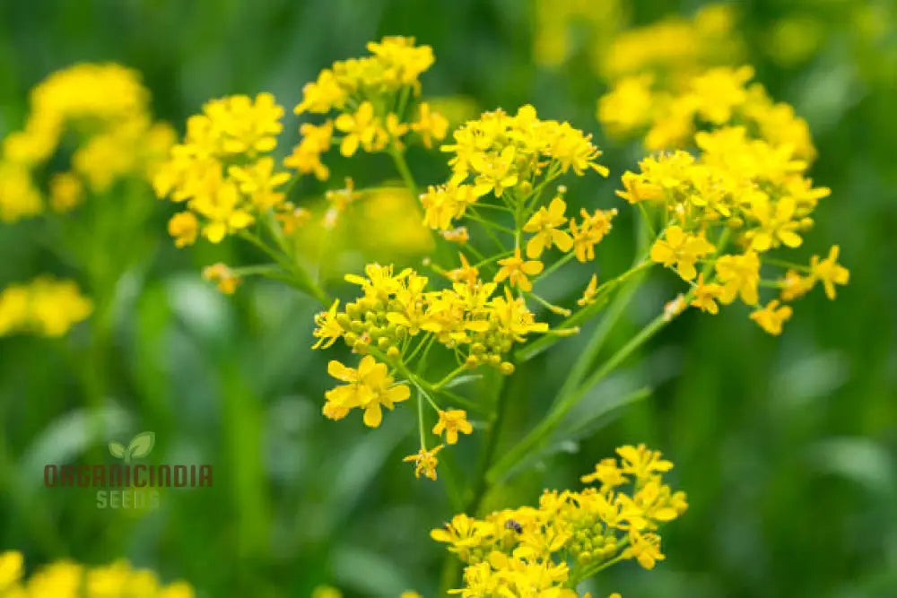 Woad Flower Seeds For Your Garden & Planting Perfection With Expert Gardening