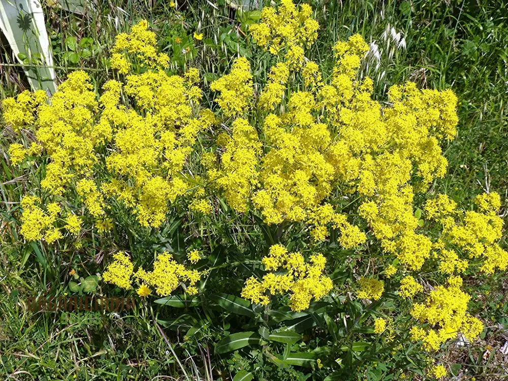 Woad Flower Seeds For Your Garden & Planting Perfection With Expert Gardening