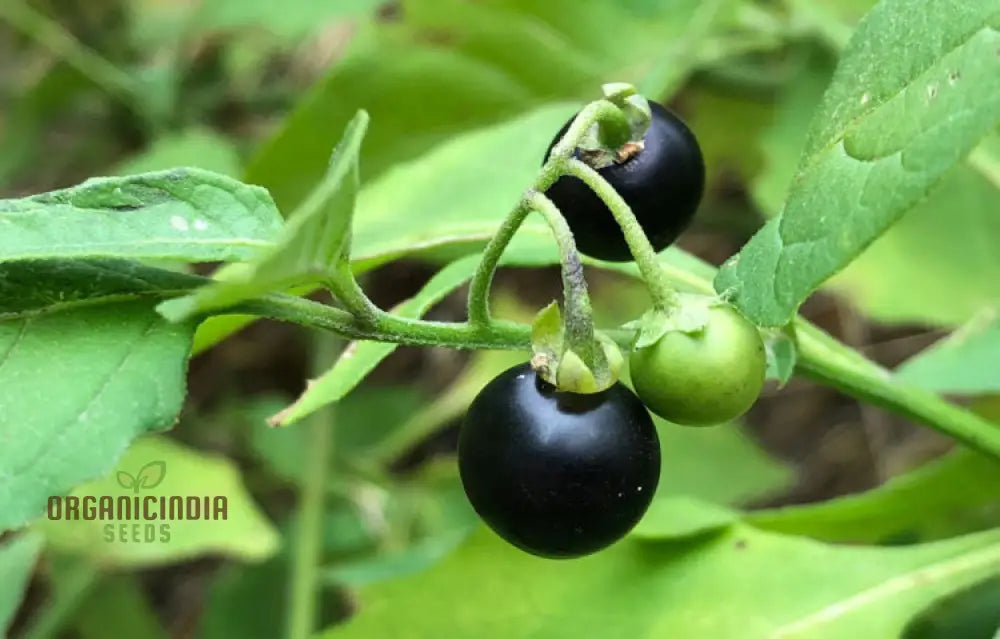 Wonderberry Seeds - Planting And Gardening Delight | Organic