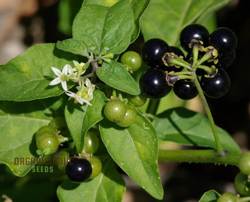 Wonderberry Seeds - Planting And Gardening Delight | Organic