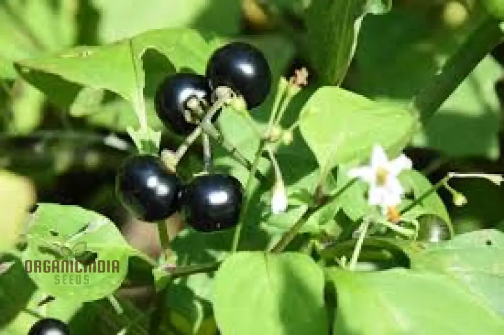 Wonderberry Seeds - Planting And Gardening Delight | Organic