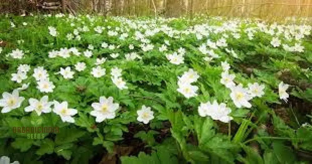 Wood Anemone (Anemone Nemorosa) Seeds For Planting Delicate Spring-Blooming Perennial For Shade