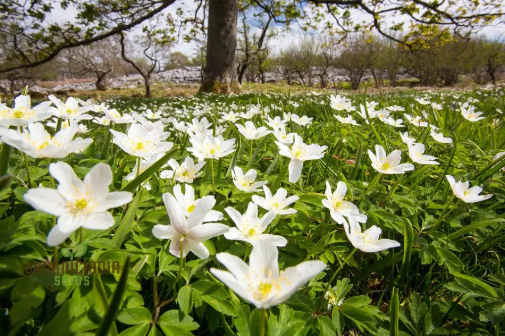 Wood Anemone (Anemone Nemorosa) Seeds For Planting Delicate Spring-Blooming Perennial For Shade