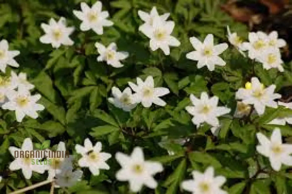 Wood Anemone (Anemone Nemorosa) Seeds For Planting Delicate Spring-Blooming Perennial For Shade