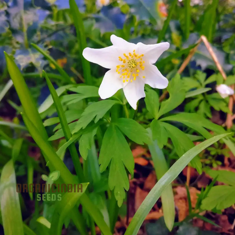 Wood Anemone (Anemone Nemorosa) Seeds For Planting Delicate Spring-Blooming Perennial For Shade