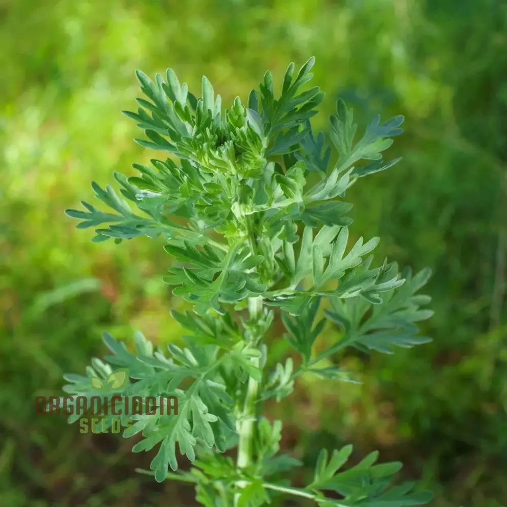 Wormwood (Artemisia Absinthium)Seeds For Planting A Comprehensive Guide To And Growing Aromatic