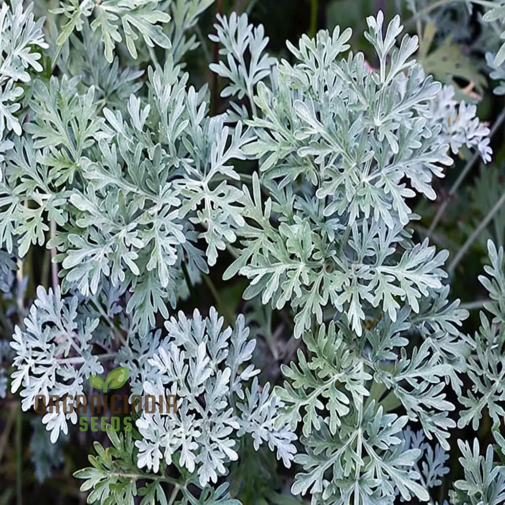 Wormwood (Artemisia Absinthium)Seeds For Planting A Comprehensive Guide To And Growing Aromatic