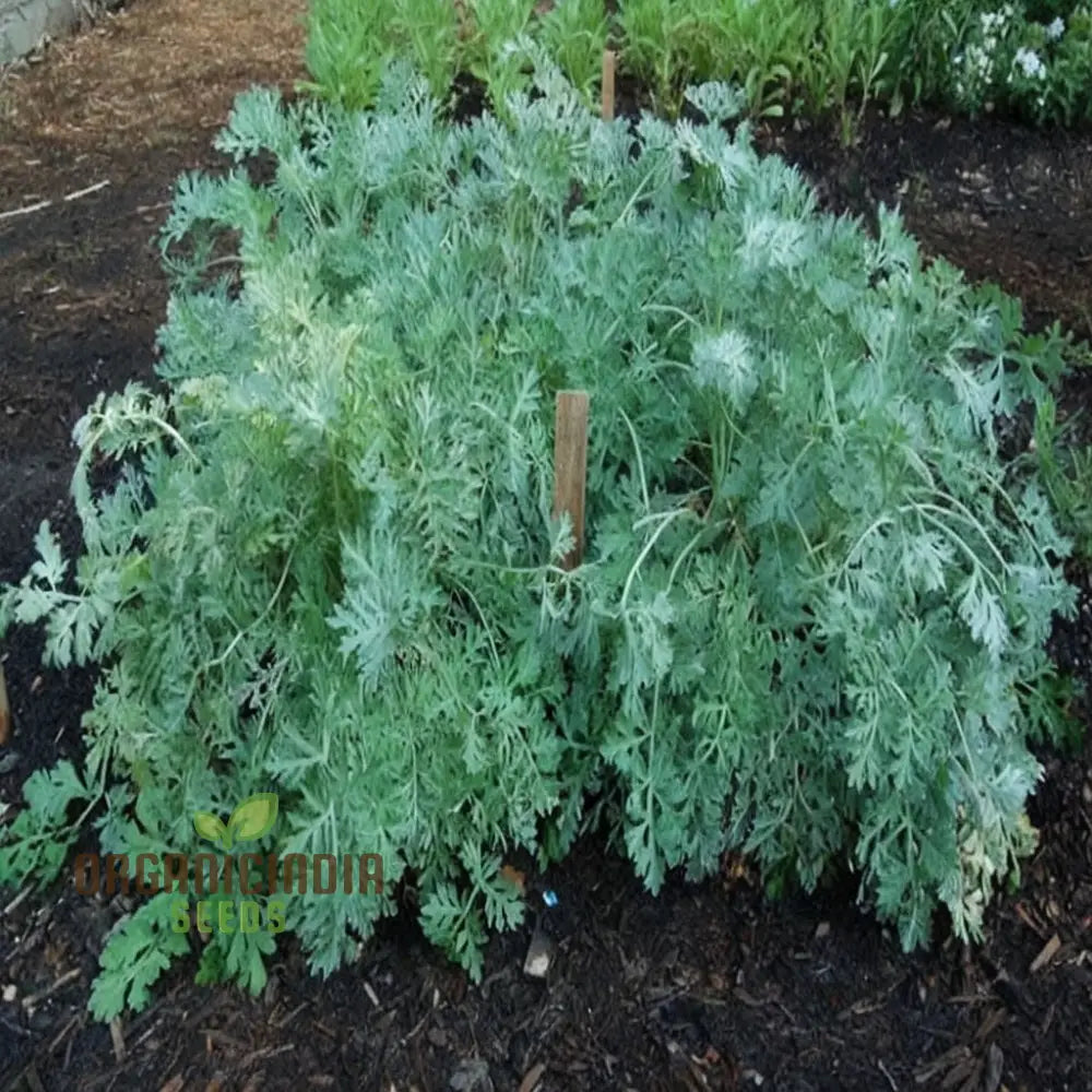 Wormwood (Artemisia Absinthium)Seeds For Planting A Comprehensive Guide To And Growing Aromatic