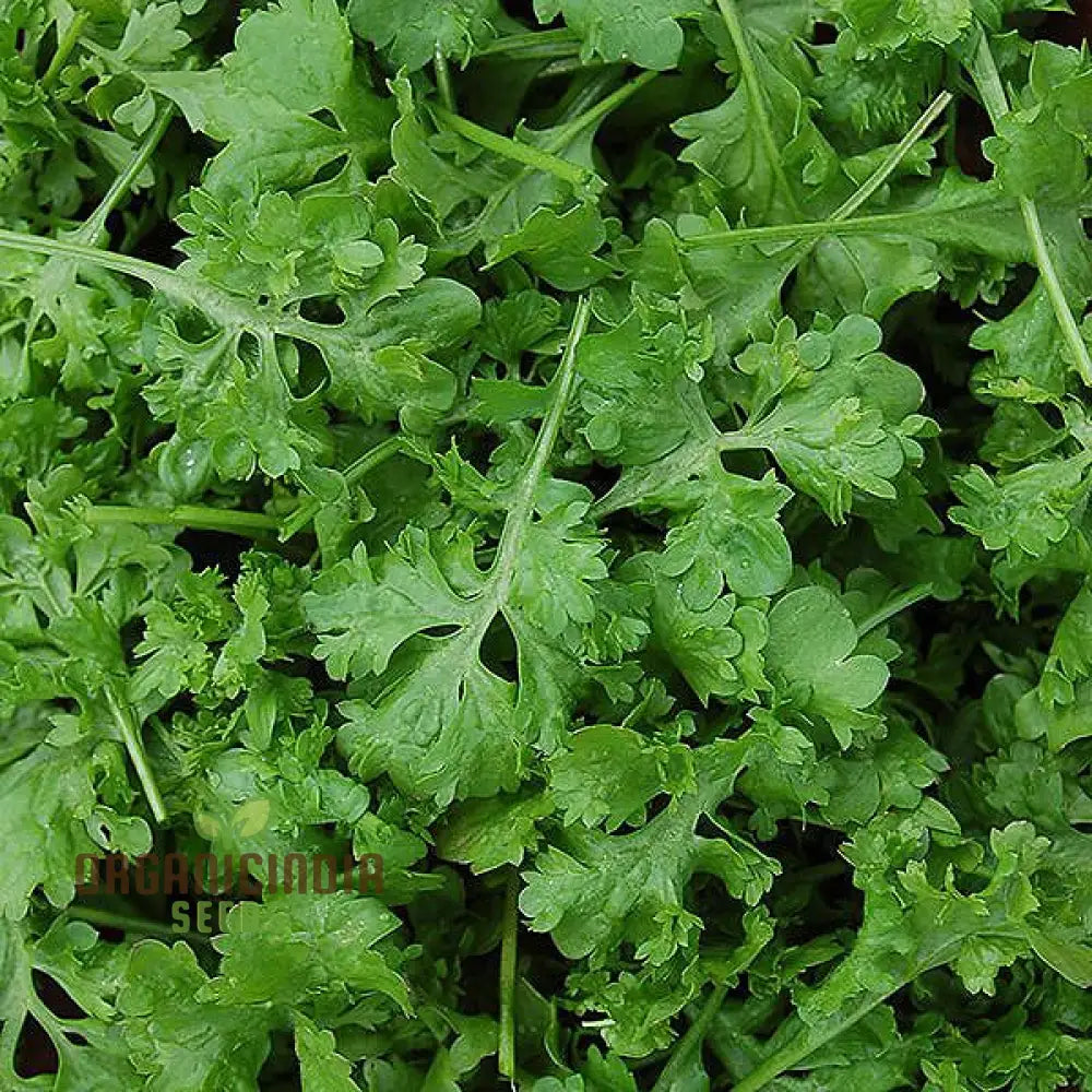 Wrinkled Crinkled Cress Seeds For Your Gardening Collection - Premium Quality Flavorful Greens And