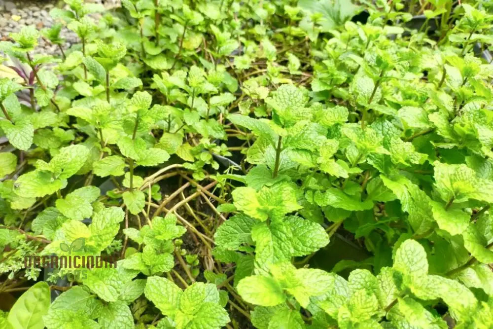 Wrinkled Crinkled Cress Seeds For Your Gardening Collection - Premium Quality Flavorful Greens And